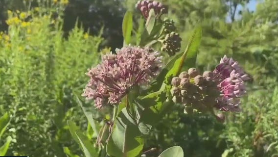 Preserving Wisconsin's prairies; what you can do