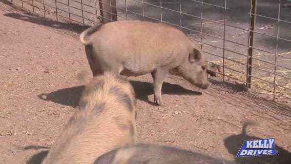 Petting Pigs at Ross Mill Farm
