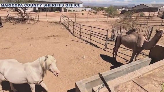 Owner of exotic animals speaks out after cruelty claims