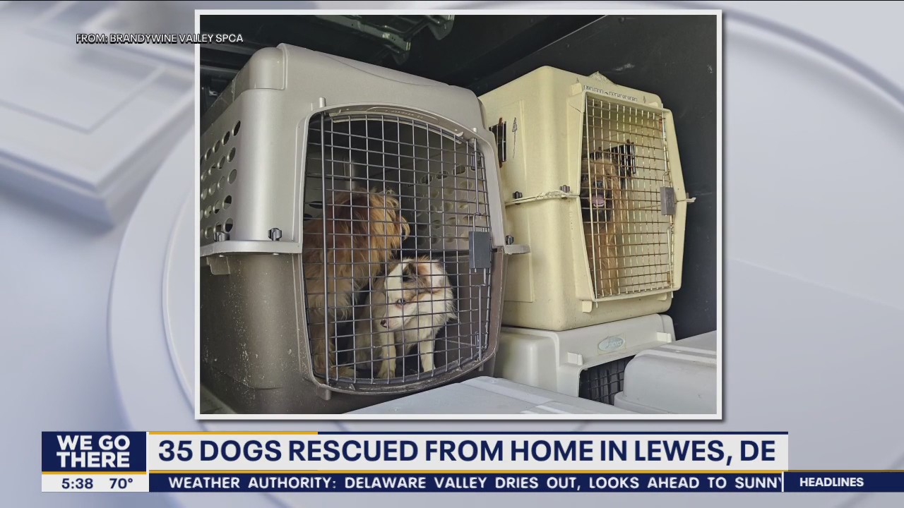 35 abandoned dogs rescued from 'deplorable' conditions at Sussex County home: SPCA
