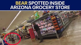 Bear cub wanders into Oro Valley grocery store