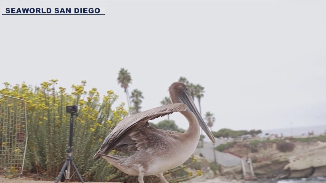 Distressed pelican found in AZ returned to California after treatment