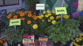 Plants that keep the mosquitoes away