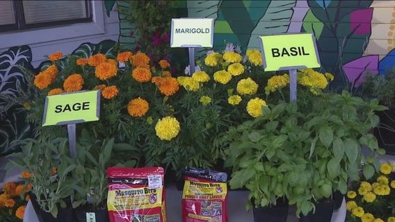 Plants that keep the mosquitoes away