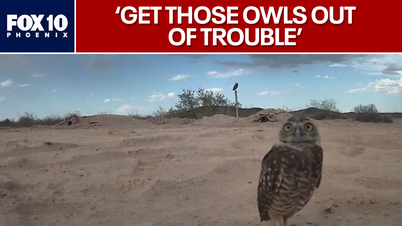 Development pushes burrowing owls out, Wild at Heart steps in