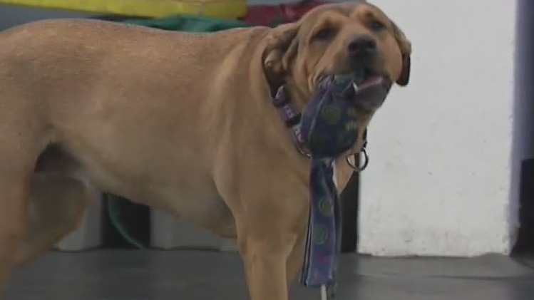 Flyball popularity growing, dogs compete in Milwaukee