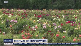 Sunflower Festival blooms at Dalton Farms