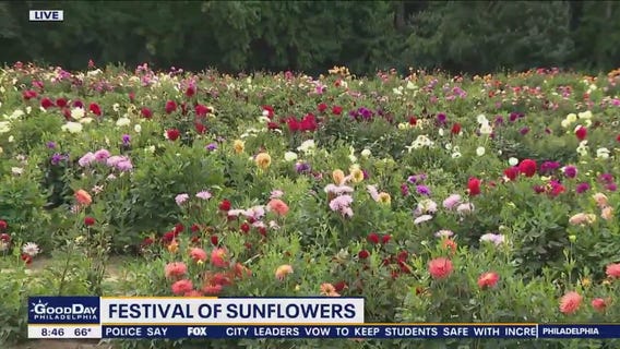 Sunflower Festival blooms at Dalton Farms