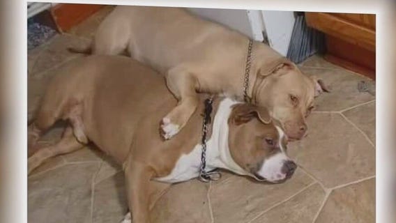 Sheboygan fire killed 2 dogs, family lost everything