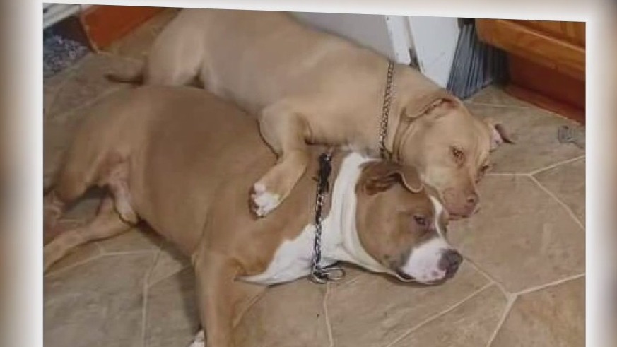 Sheboygan fire killed 2 dogs, family lost everything