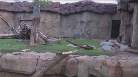 Storm damages Phoenix Zoo, knocking trees and displays down