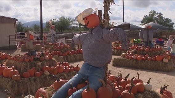 Scottsdale pumpkin patch opens for the fall season
