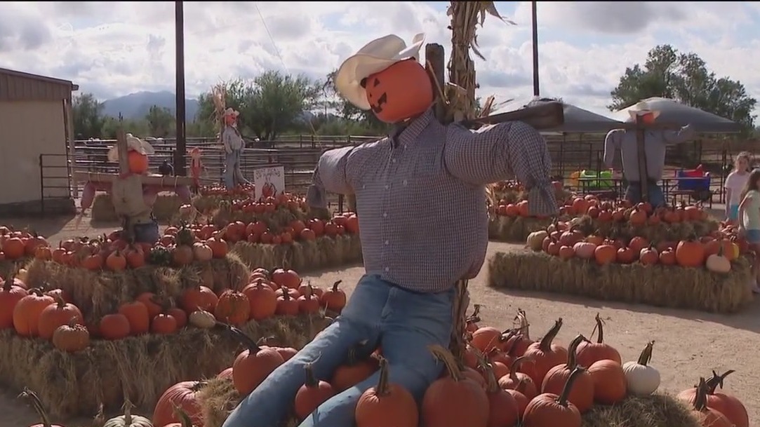 Scottsdale pumpkin patch opens for the fall season