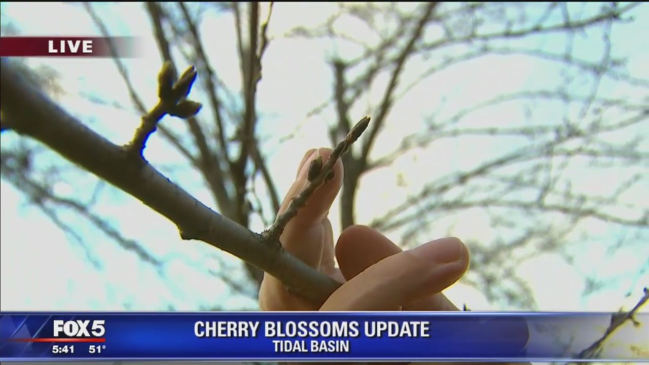 Cherry blossom season countdown begins as green buds start to show