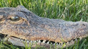 Waukesha County Lake Keesus gator head dragged in by cat