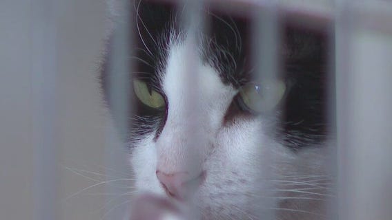 MADACC 'adoptions are down' ahead of the holidays