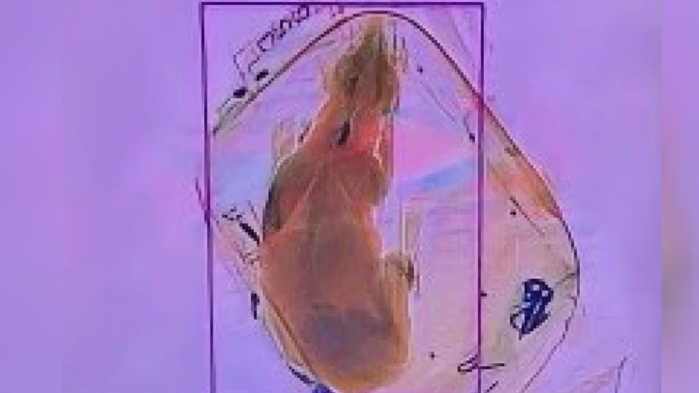 Dog accidentally sent through Madison airport x-ray machine, TSA says