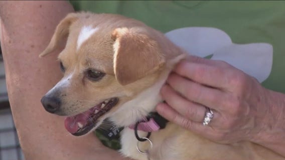 Yuma animal rescue takes in dogs after hoarding, abandonment case
