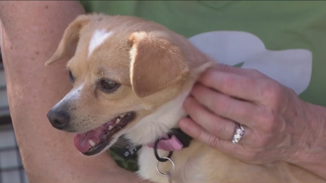 Yuma animal rescue takes in dogs after hoarding, abandonment case