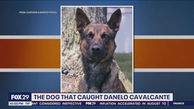 K9 officer secures Cavalcante, as law enforcement takes him into custody