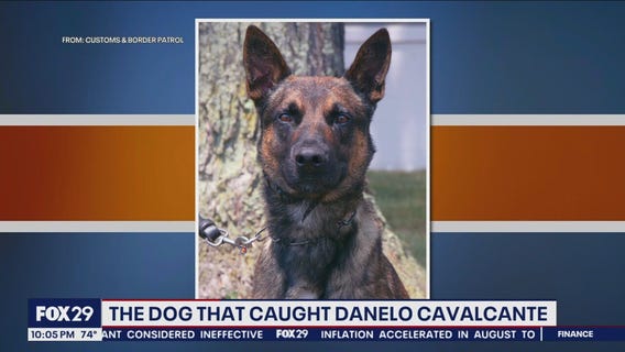 K9 officer secures Cavalcante, as law enforcement takes him into custody