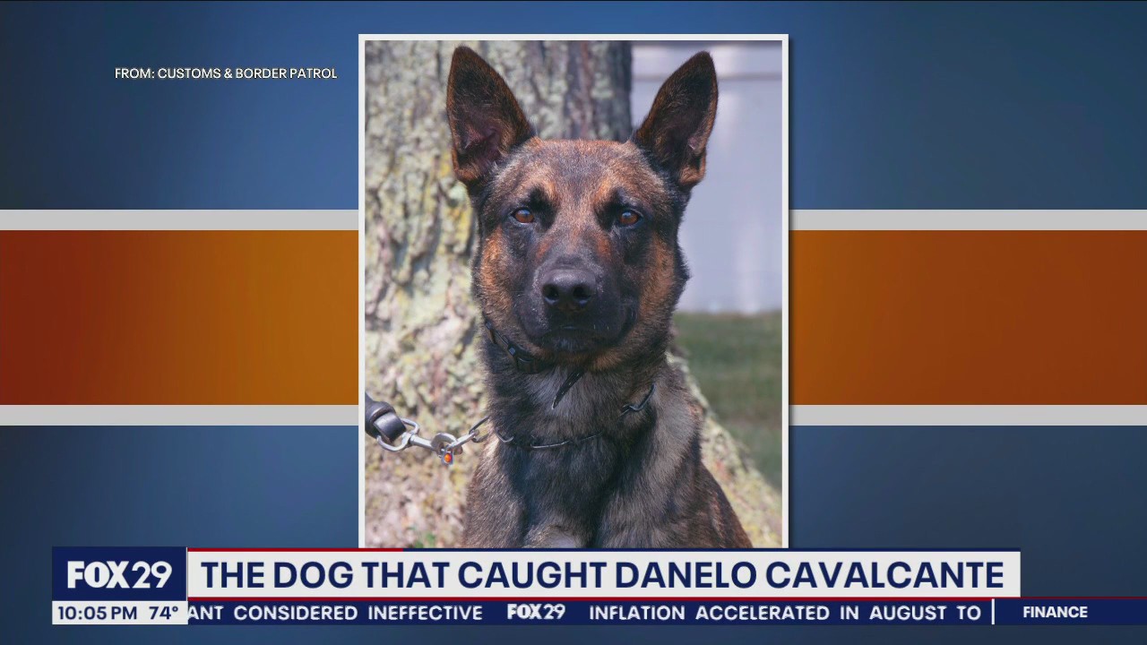 K9 officer secures Cavalcante, as law enforcement takes him into custody