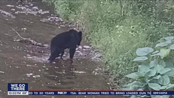 Bucks County bear watch as black bear spotted in Perkasie