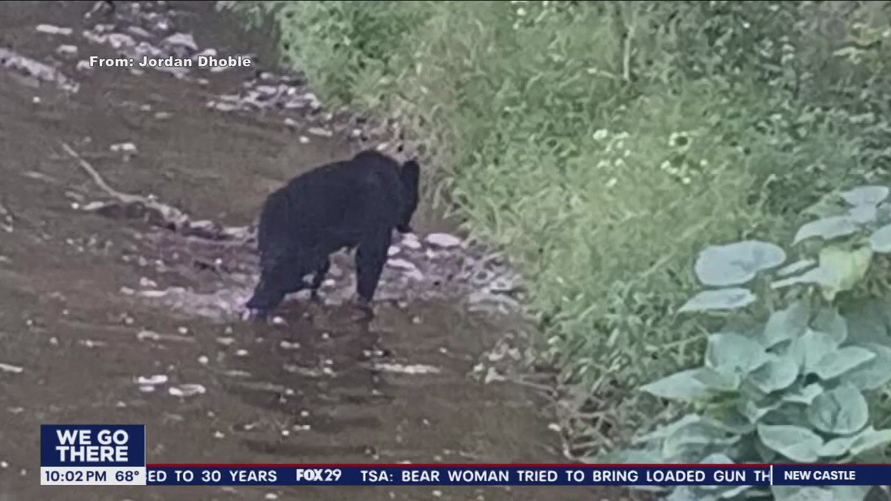 Bucks County bear watch as black bear spotted in Perkasie