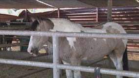 Couple meets Tempe police horse named after their murdered son