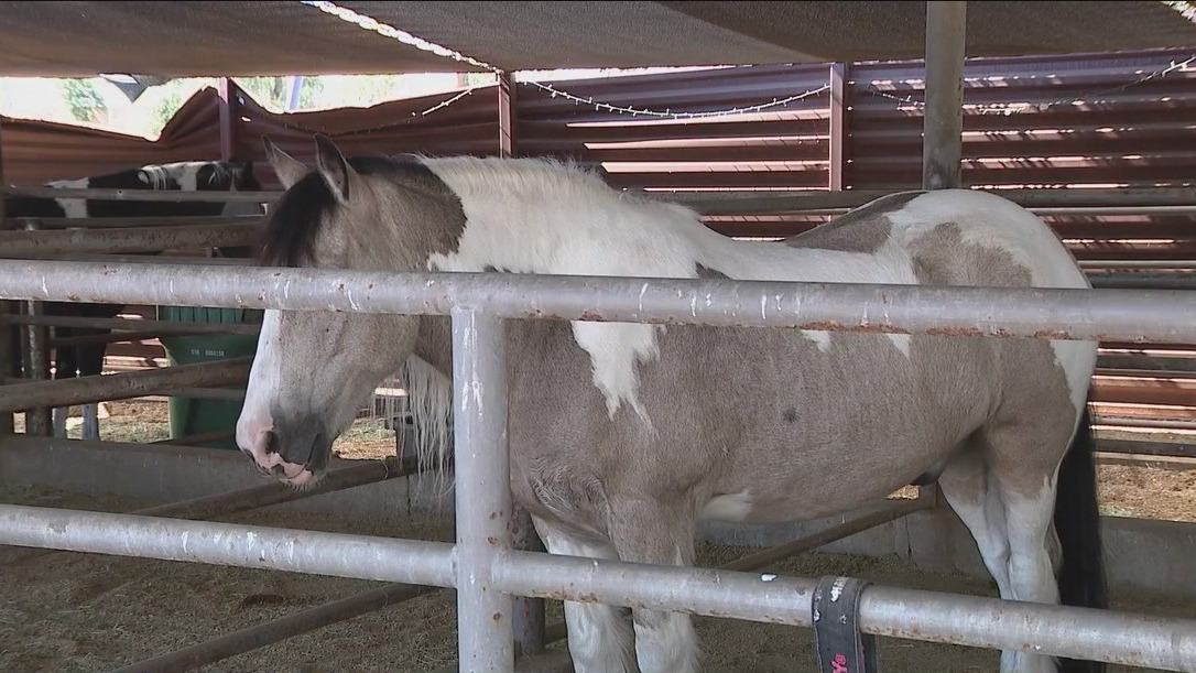 Couple meets Tempe police horse named after their murdered son