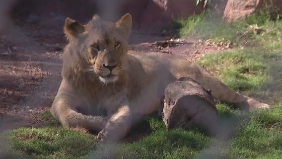 Phoenix Zoo lion brothers moving to Miami