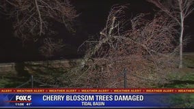 Handful of cherry blossom trees damaged at Tidal Basin during strong windstorm