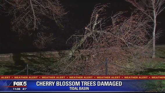 Handful of cherry blossom trees damaged at Tidal Basin during strong windstorm