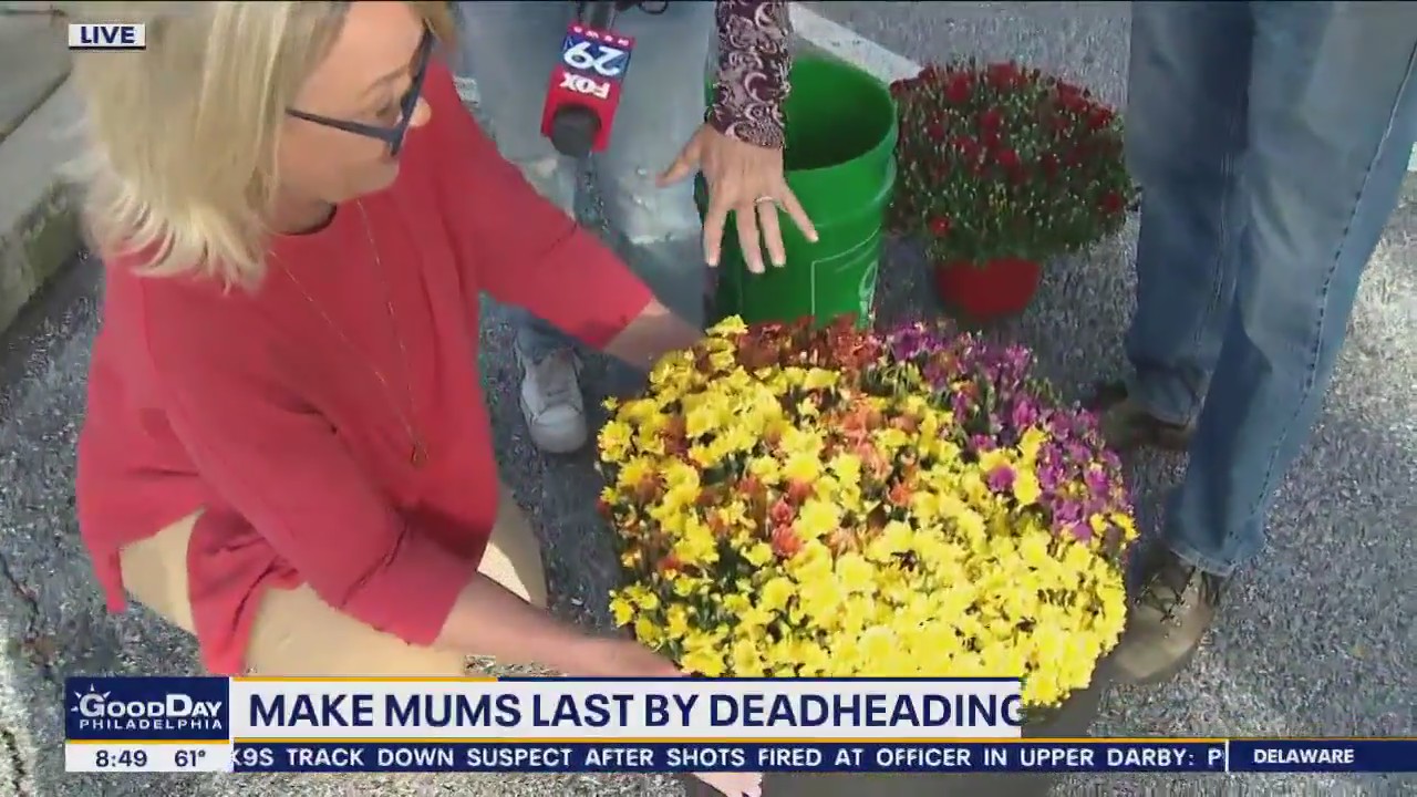How to make mums last all fall