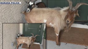 Goats on the run in southern AZ returned to owner