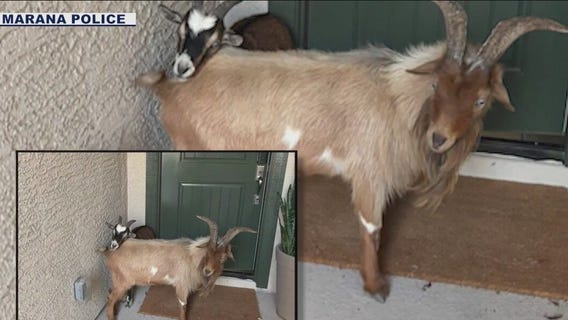 Goats on the run in southern AZ returned to owner