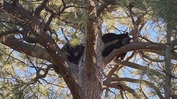 Bear family rescued from Flagstaff school's tree