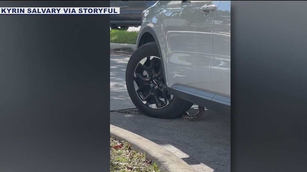WATCH: Python slithers into vehicle while in a drive-thru