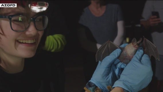 Thousands of mosquito-eating bats busy in Phoenix