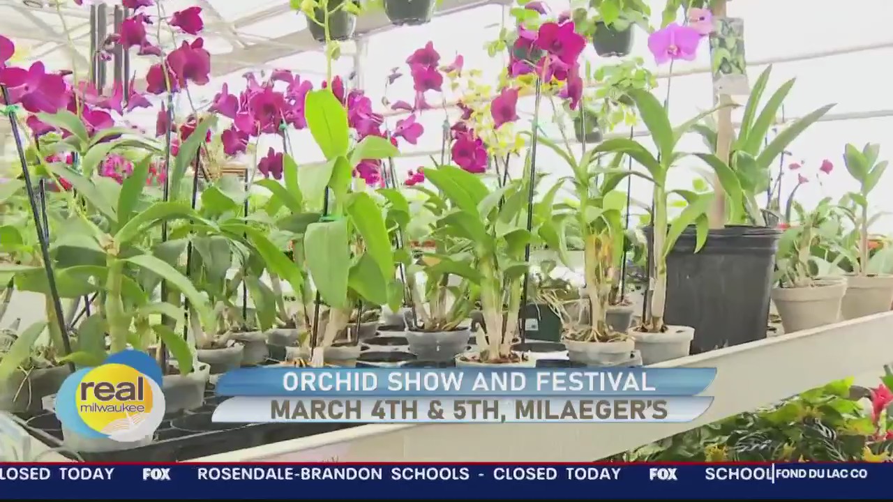 Milaeger's Orchid Show and Festival takes place March 4th & 5th