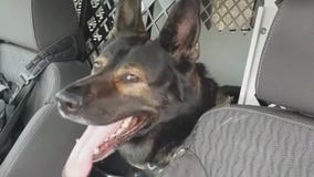 Who's a bad boy? Pleasant Prairie K-9 damaged squad, on 'desk duty'