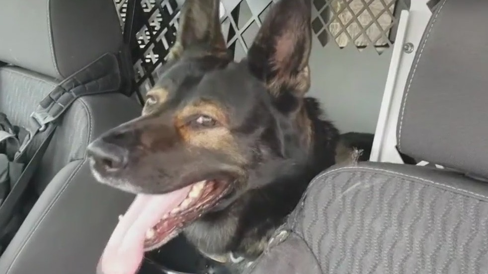 Who's a bad boy? Pleasant Prairie K-9 damaged squad, on 'desk duty'