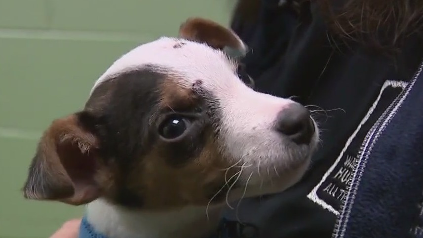 34 Washington County dogs seized, West Bend man charged