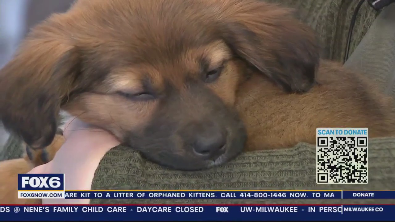 Fox6, Wisconsin Humane Society Pet Telethon