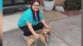 Milwaukee French bulldogs believed stolen found safe