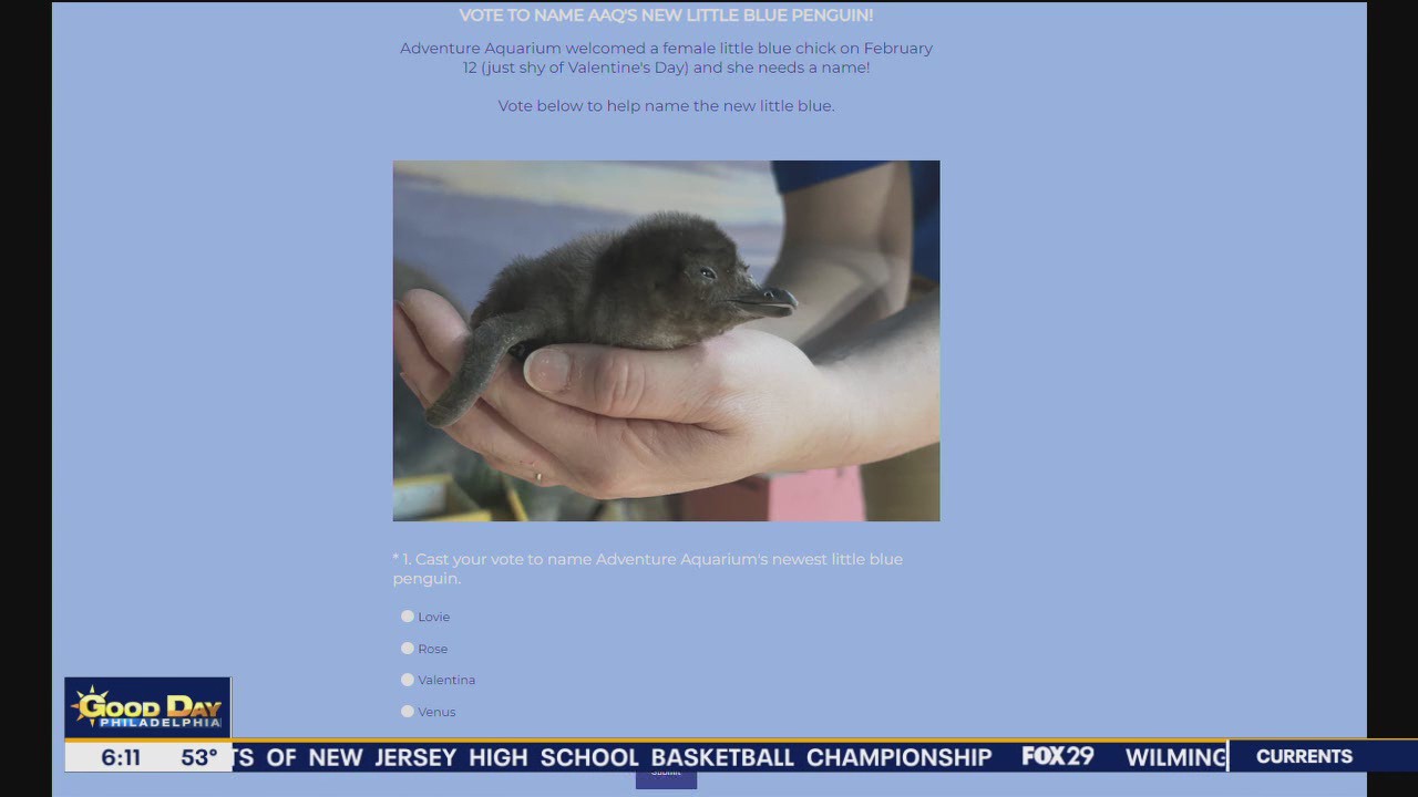 Help name a baby penguin at Adventure Aquarium