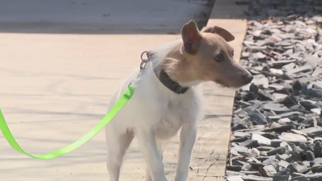 34 Washington County dogs seized up for adoption