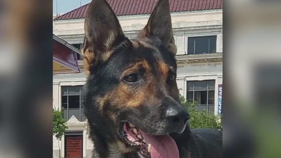 Racine County K-9 Murphy passes away months before retirement