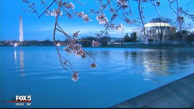 Peak bloom for cherry blossoms delayed