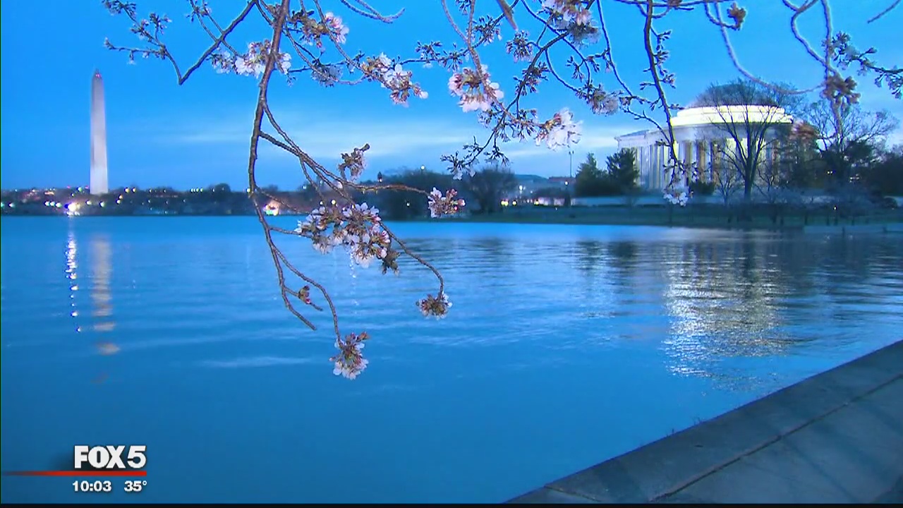 Peak bloom for cherry blossoms delayed